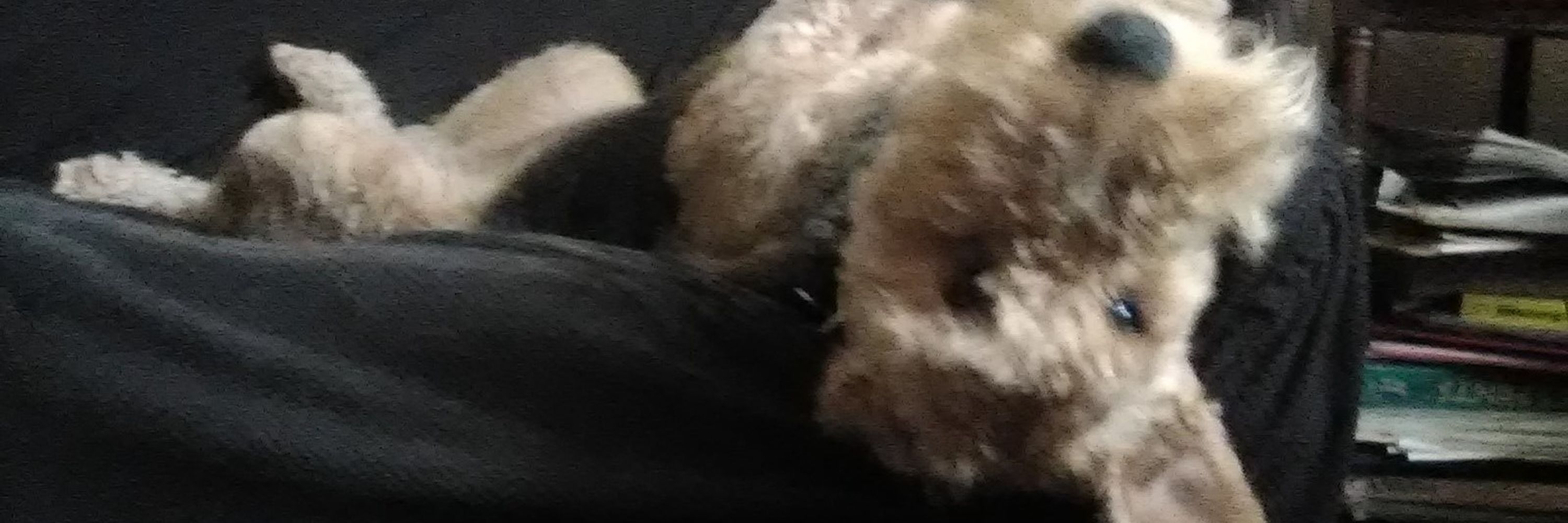 Douglas, human to Mischief the Airedale