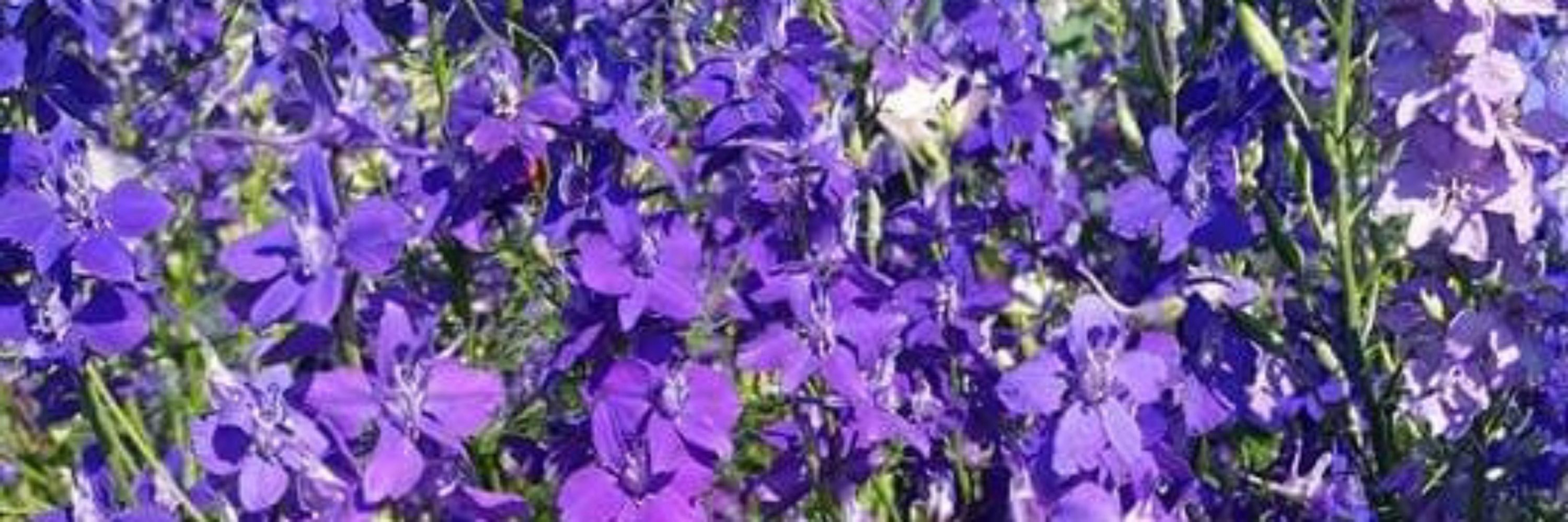VioletDreams2025