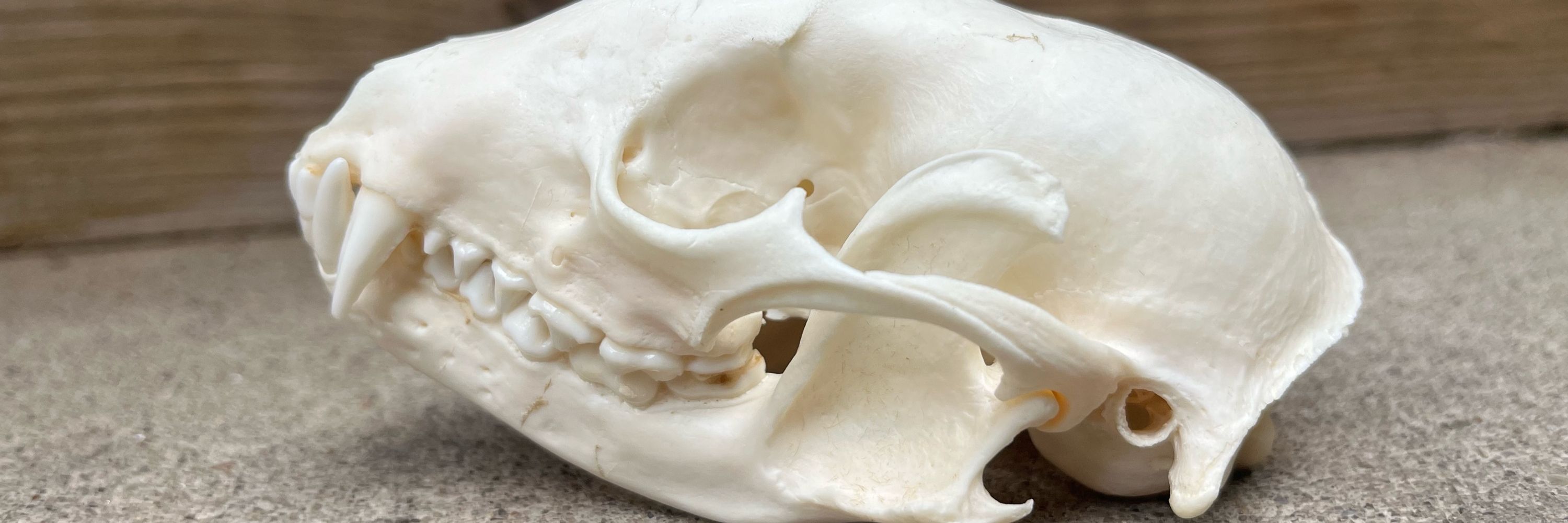 Unfortunate Cadaver Oddities & Art