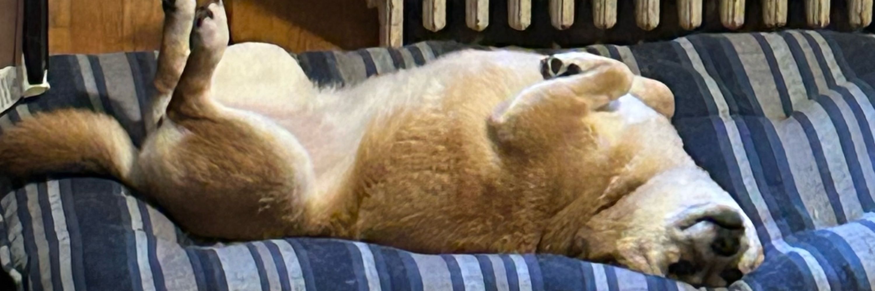 Hidethekatnip