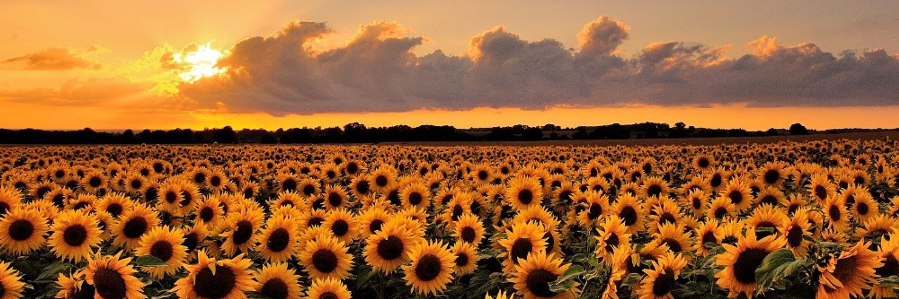🌻