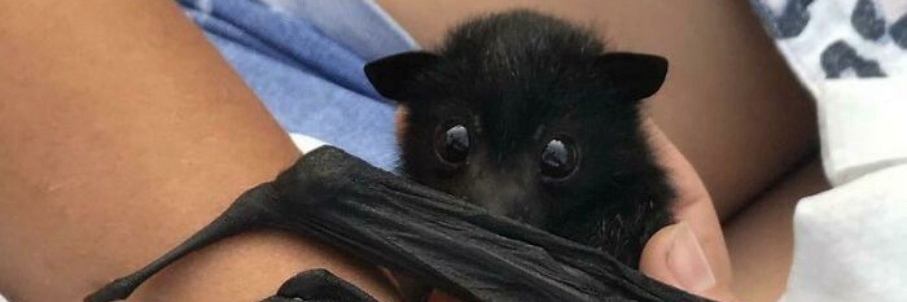 Ultravioleta 🦇