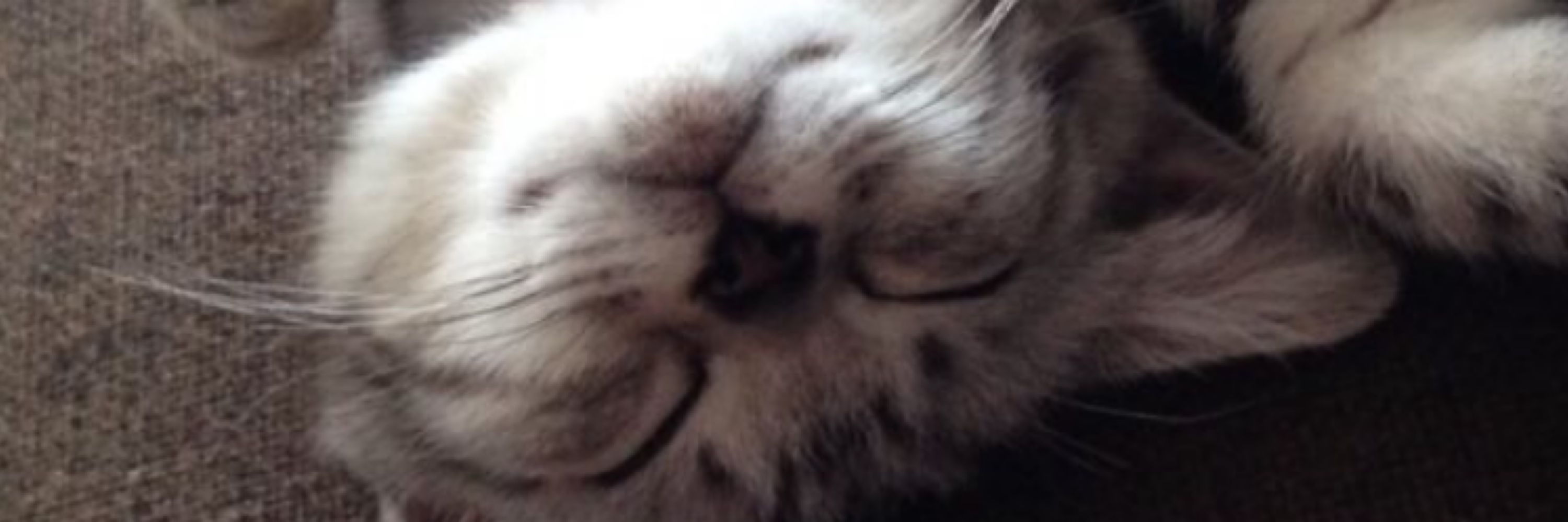 しんすけ