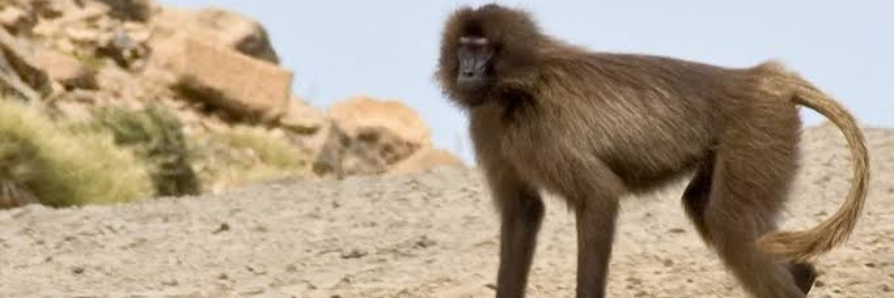 Biological Anthropology