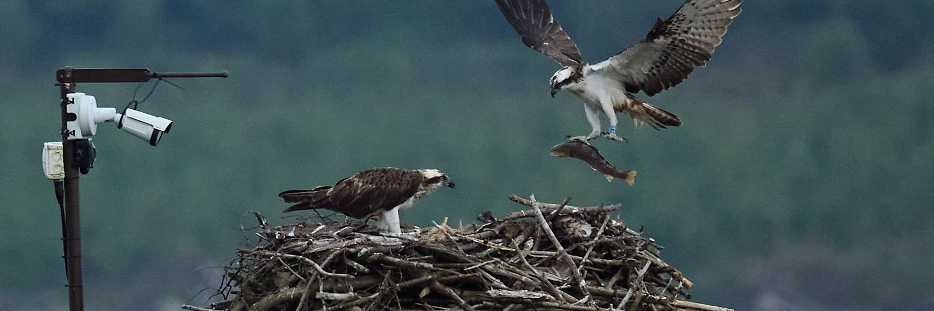 Brenig Osprey Project