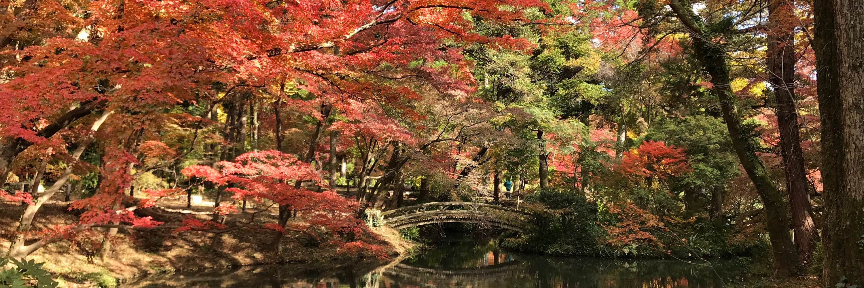 さしみ