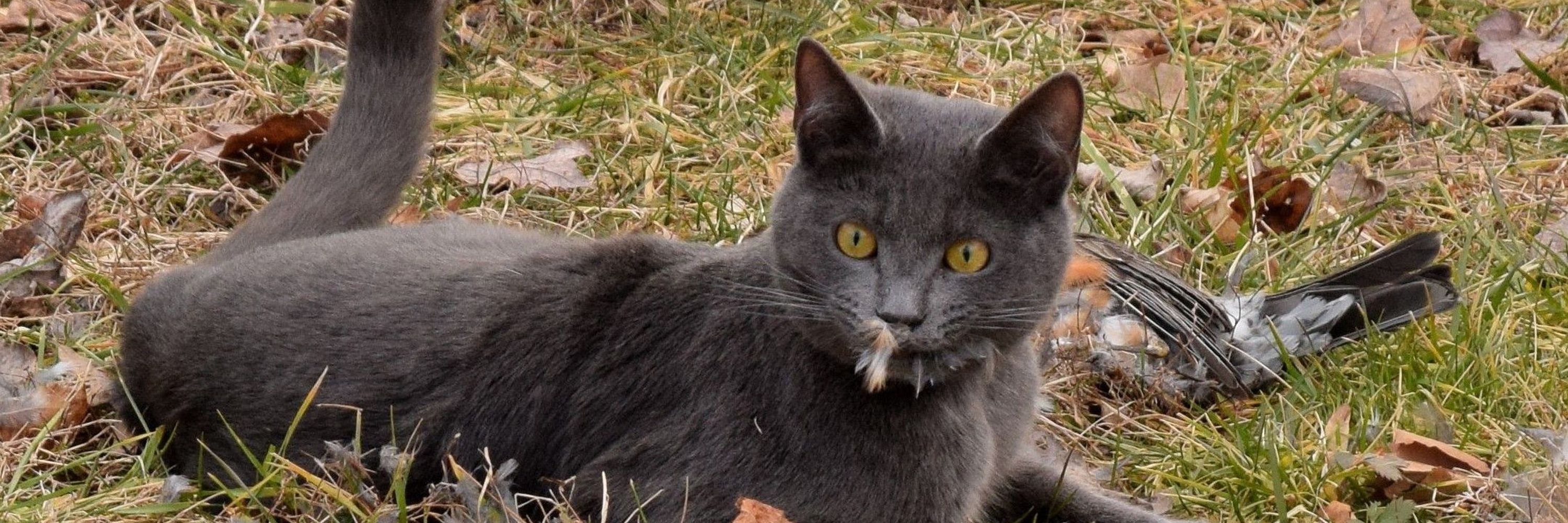 TerpieCat