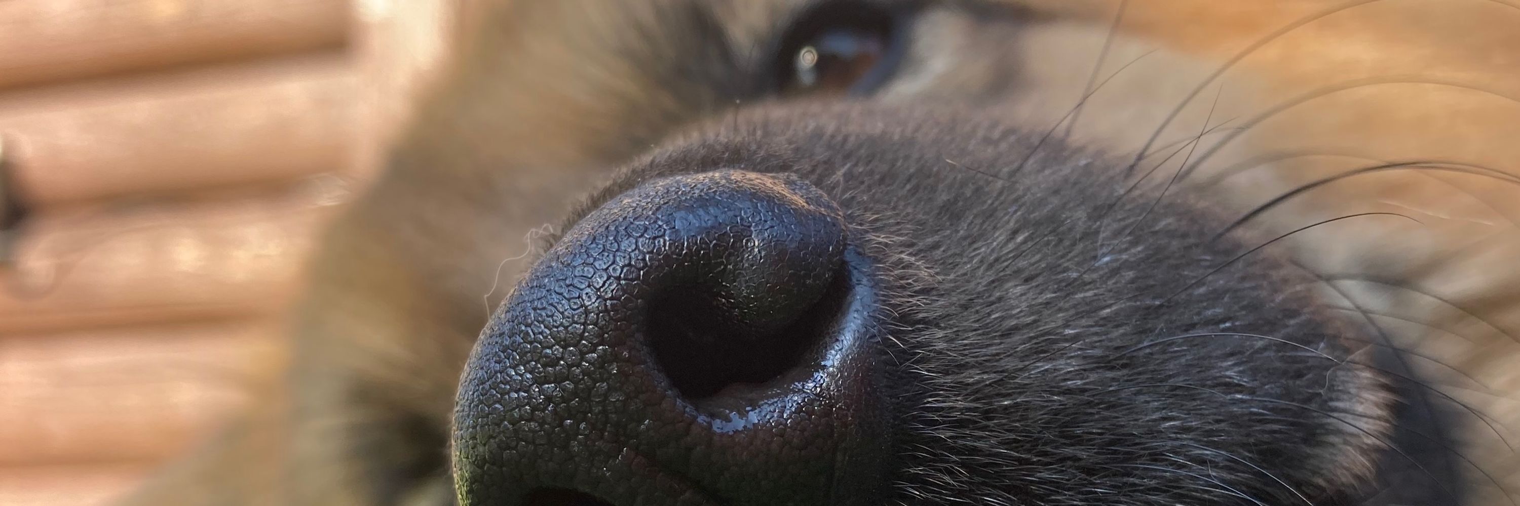 我が家の雑種犬7歳1ヶ月