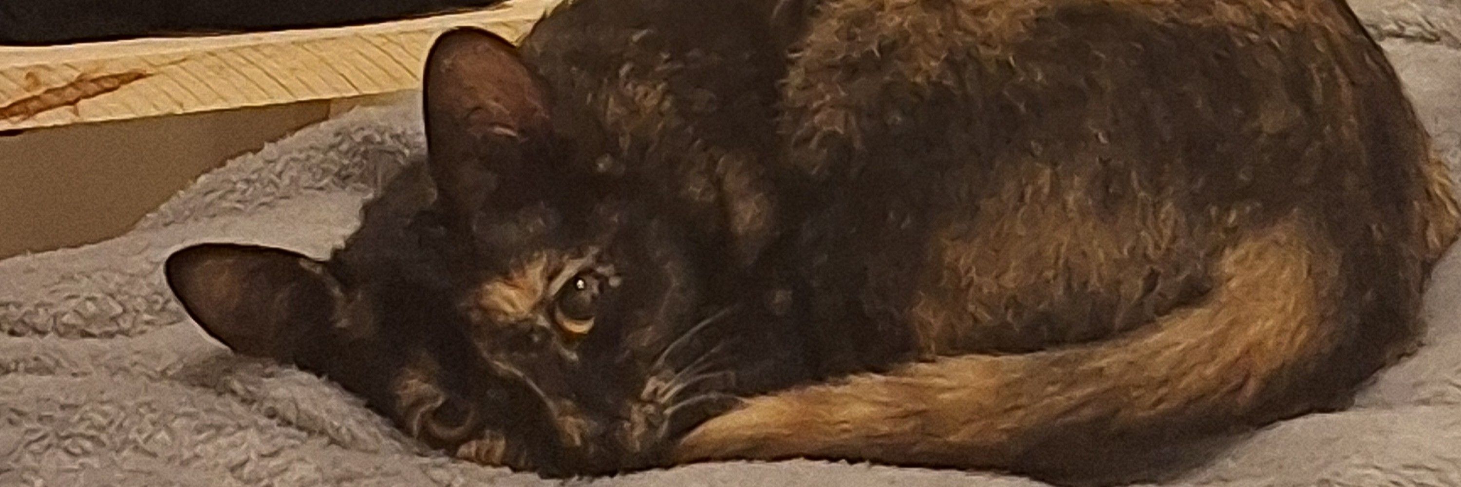 mavi