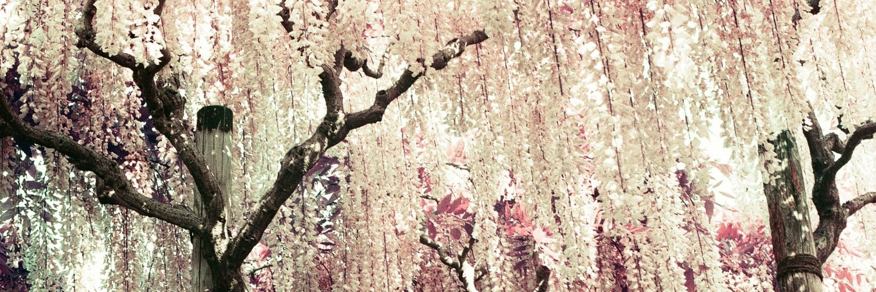 雪幻果