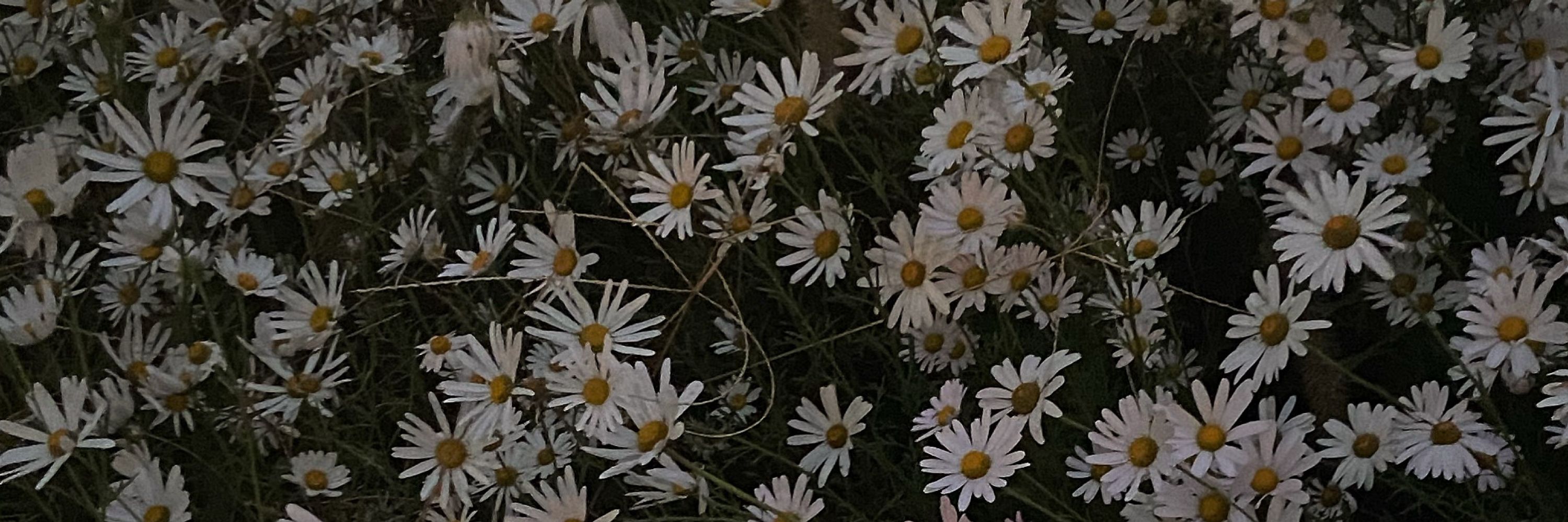 이 안