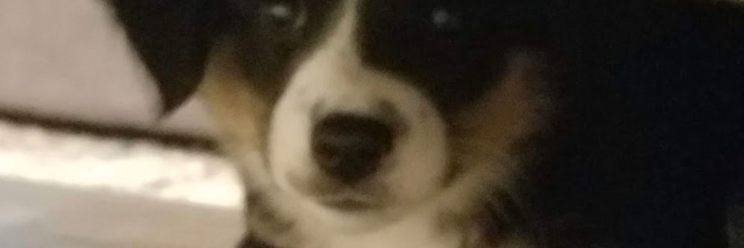 pupperoni