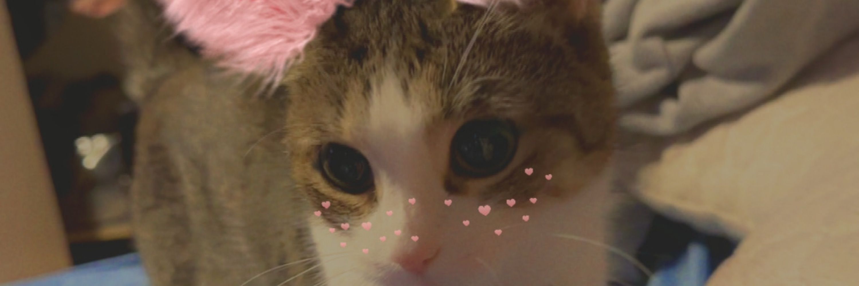 AstraBunBun 🪄 Streamer