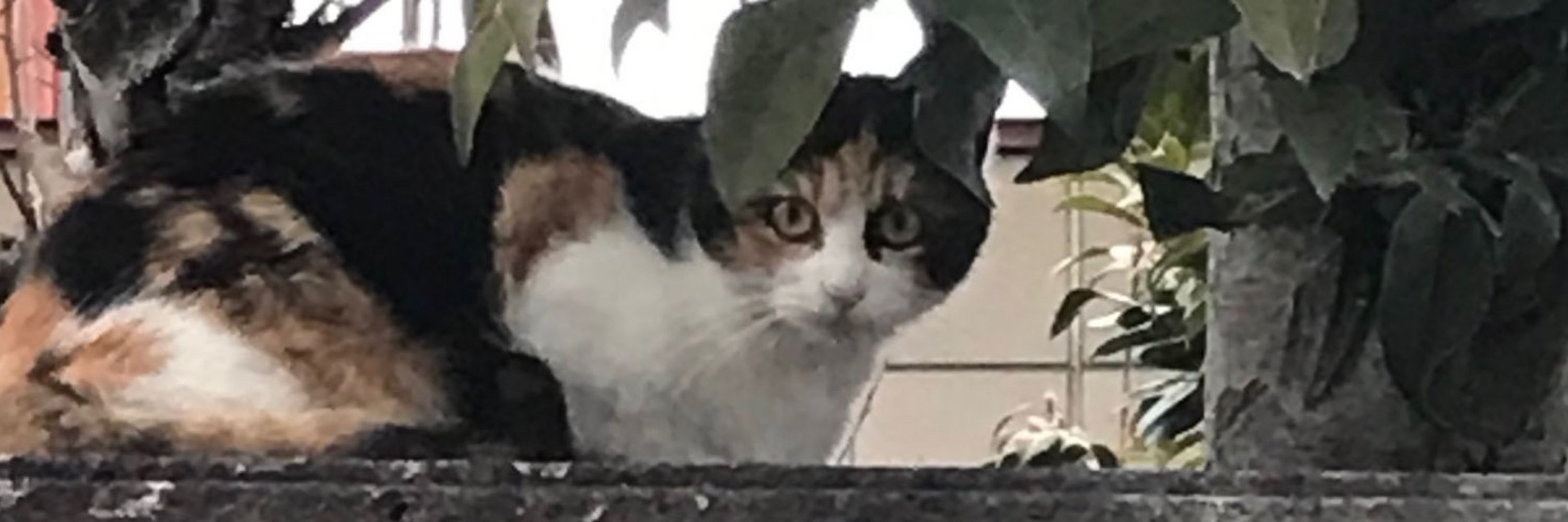 みや
