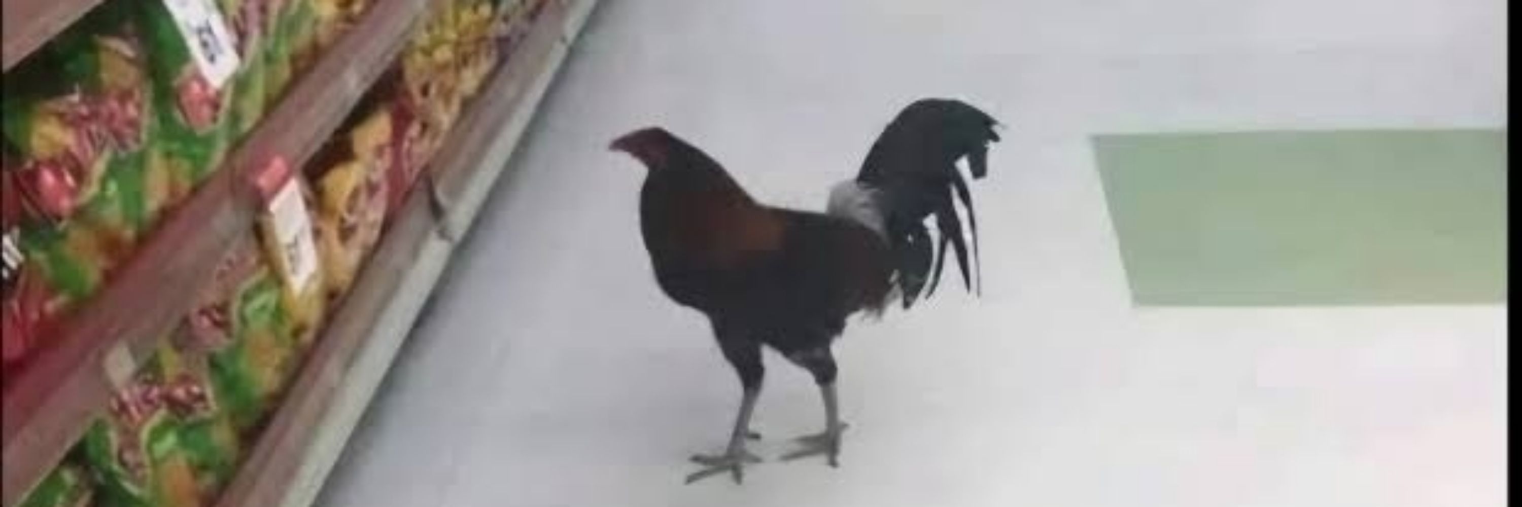 Guigo
