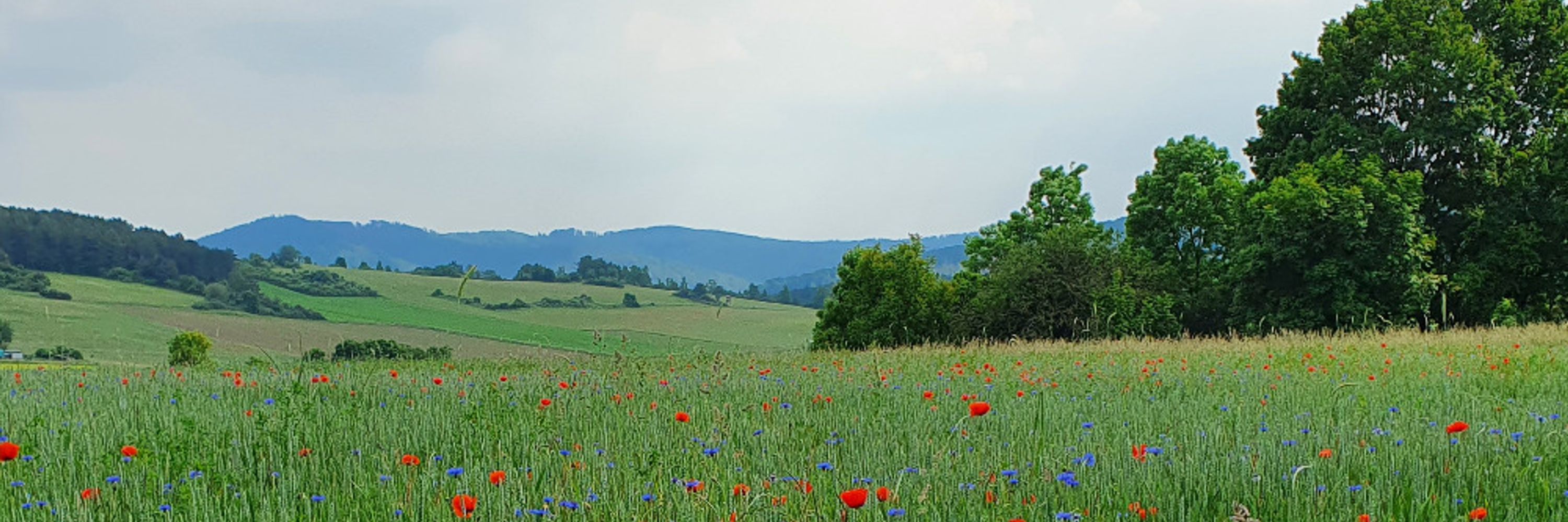 Profile banner