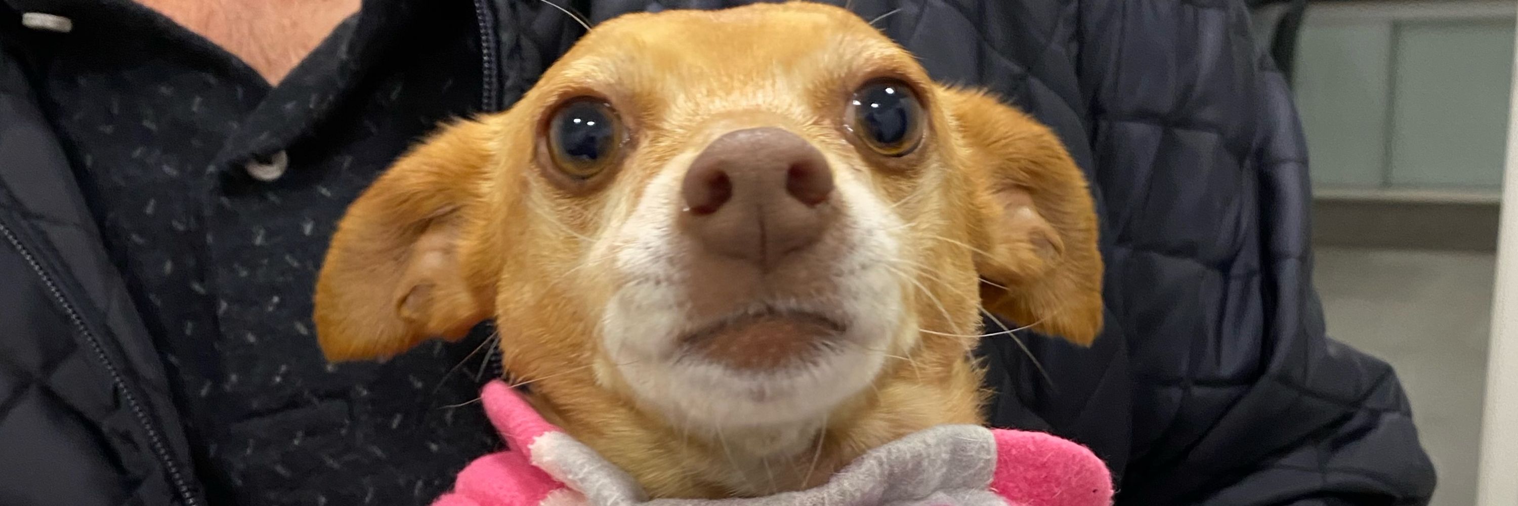lele