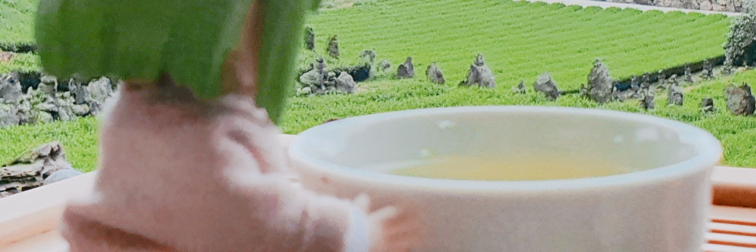 PigeonFeeder_