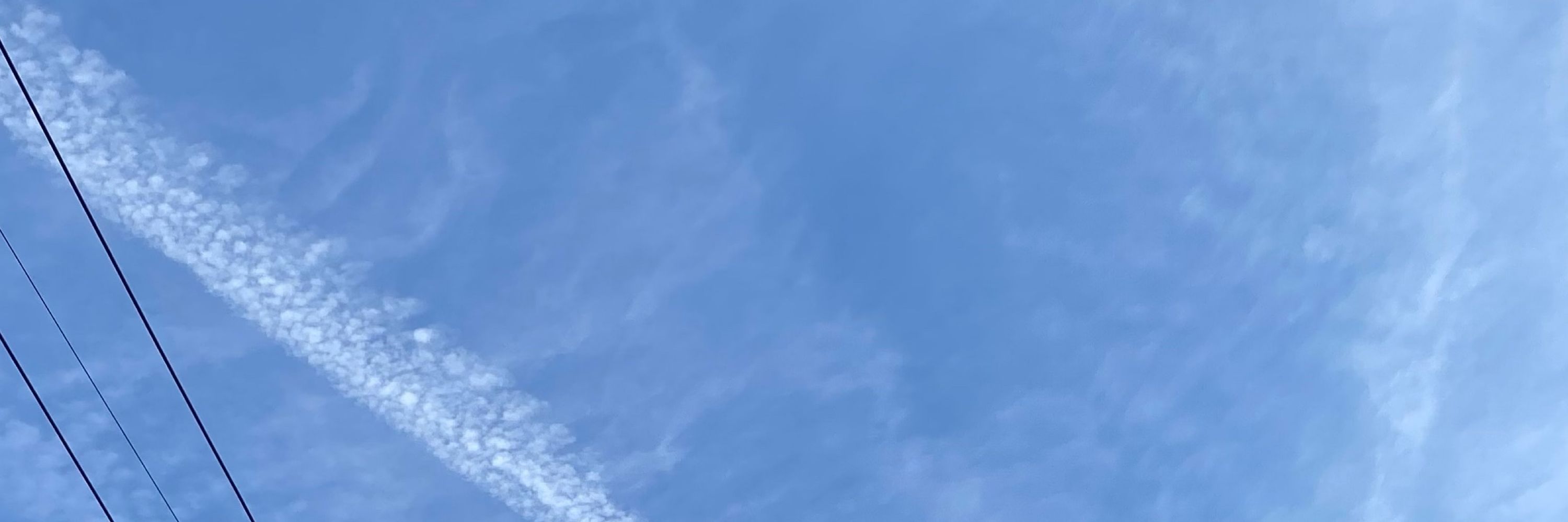 苔
