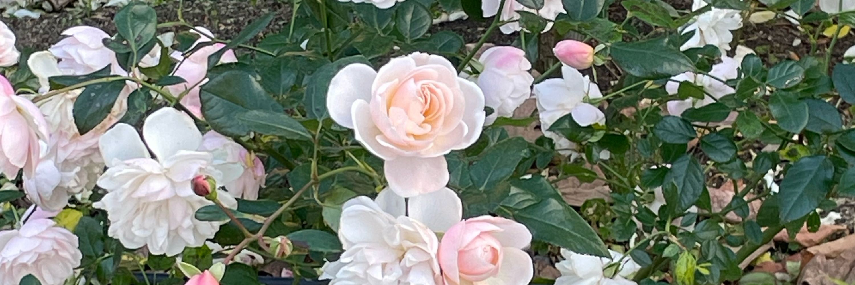 すー