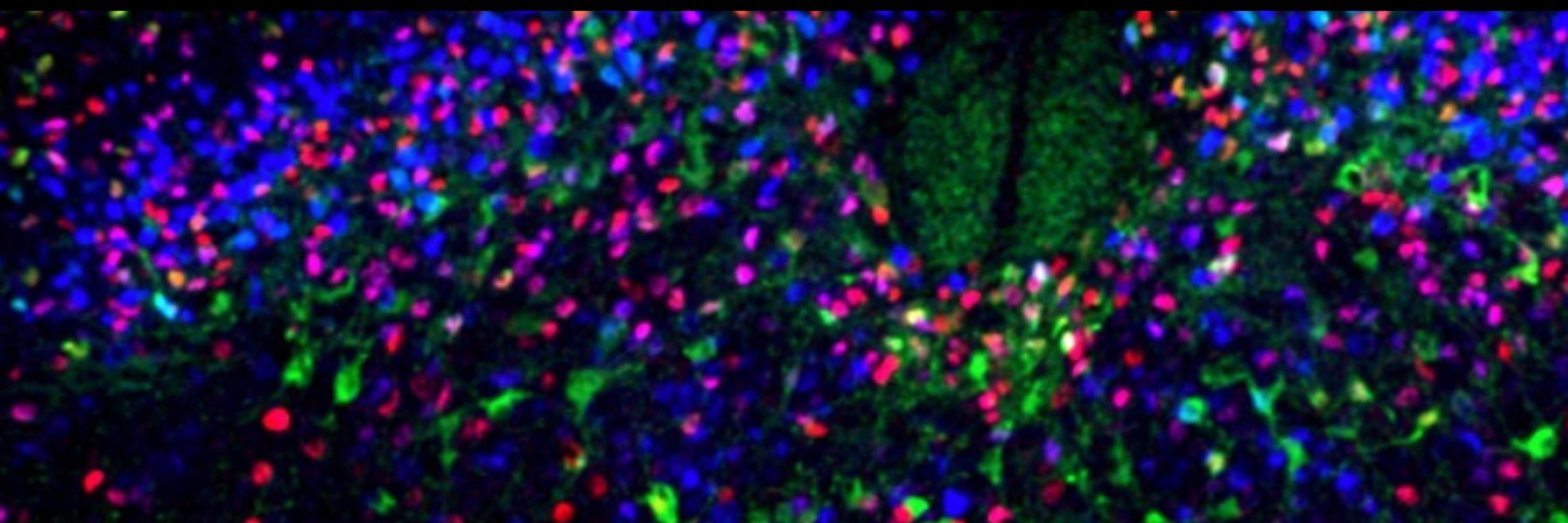 UCL Neuroscience