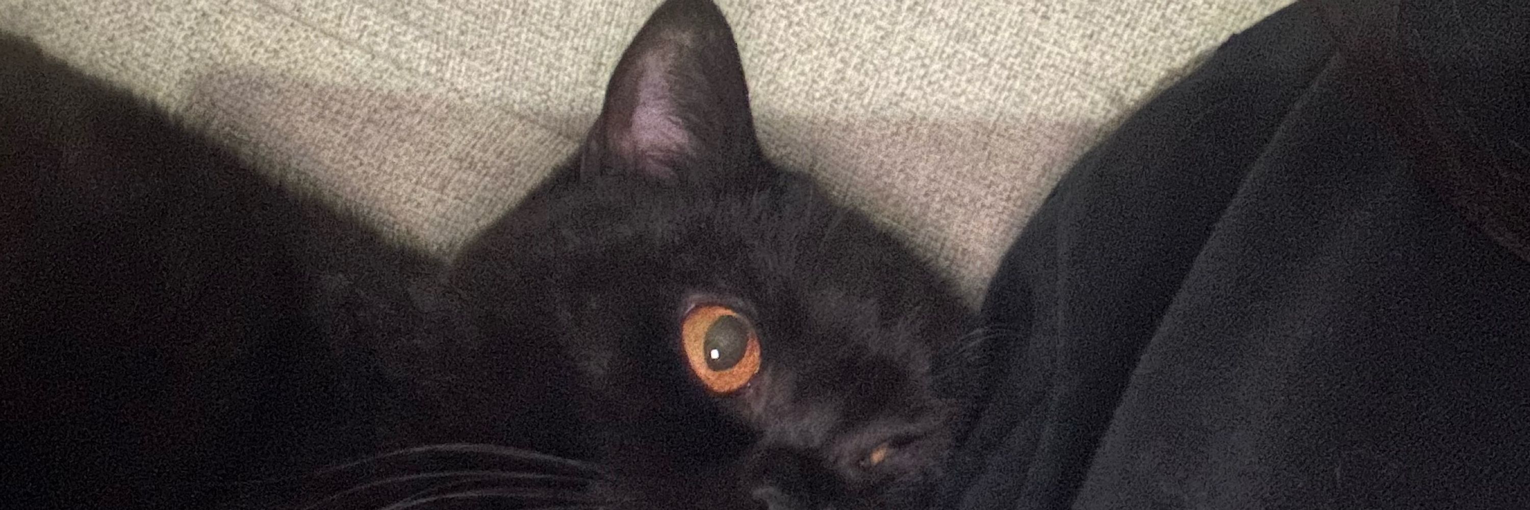Kat