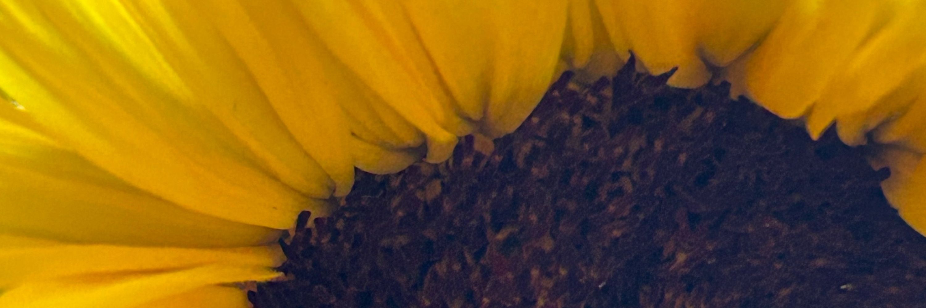 Bloom Scroll