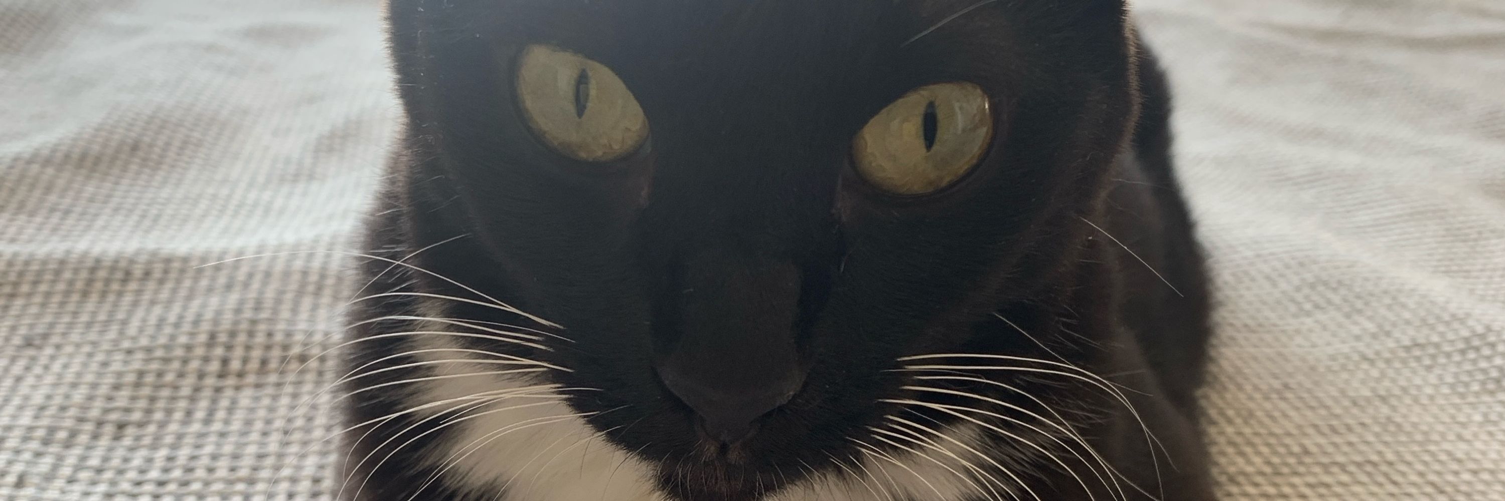 zizi