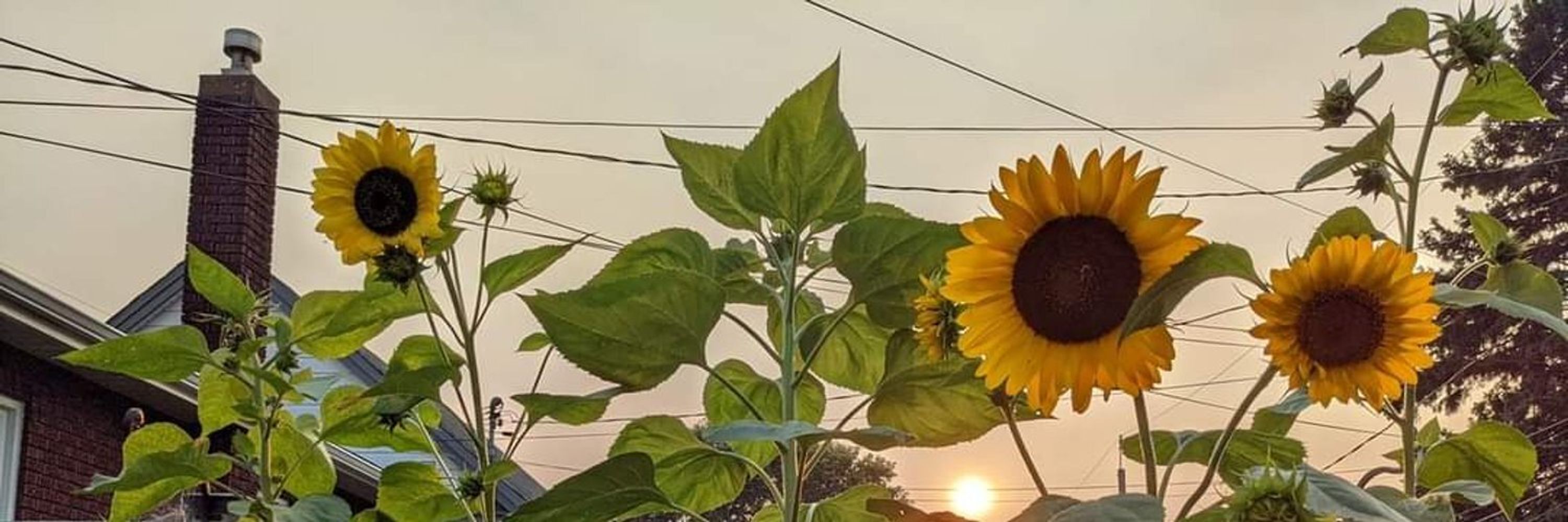 Thomas Abthorpe🌻