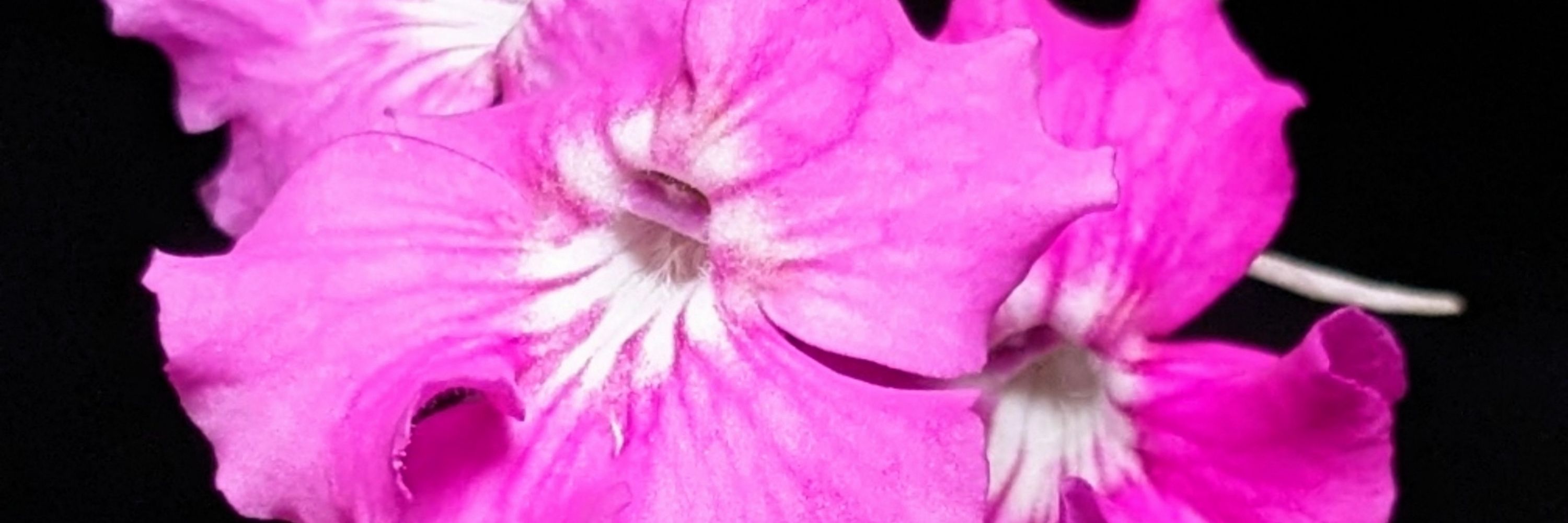 Bramble's Botanicals