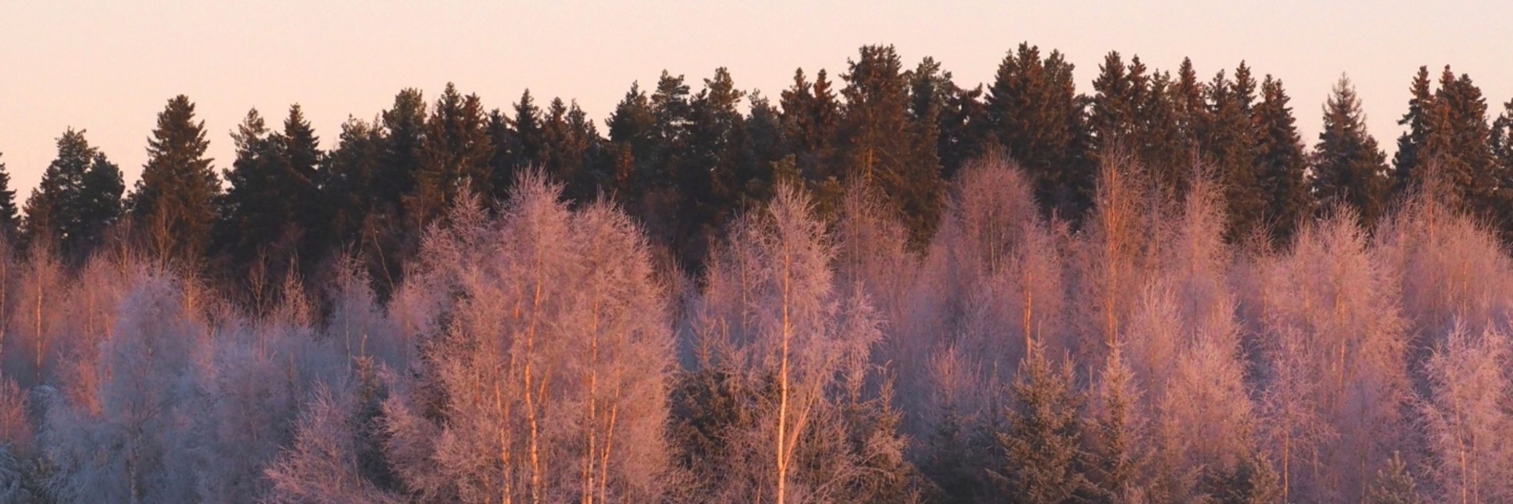 Salla