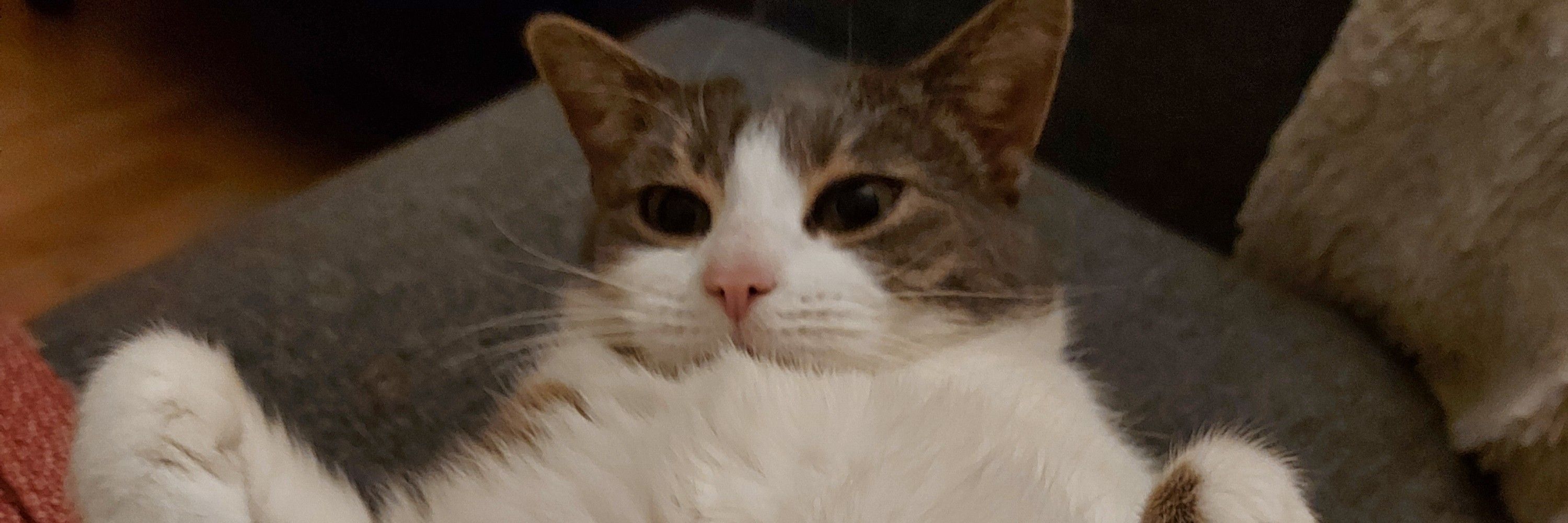 Stormser the Kadser
