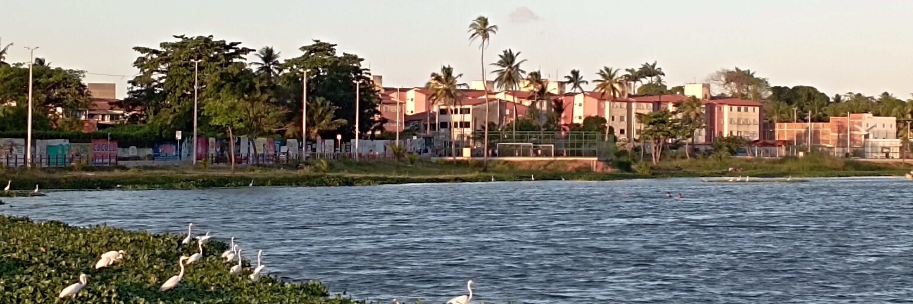 jazmín