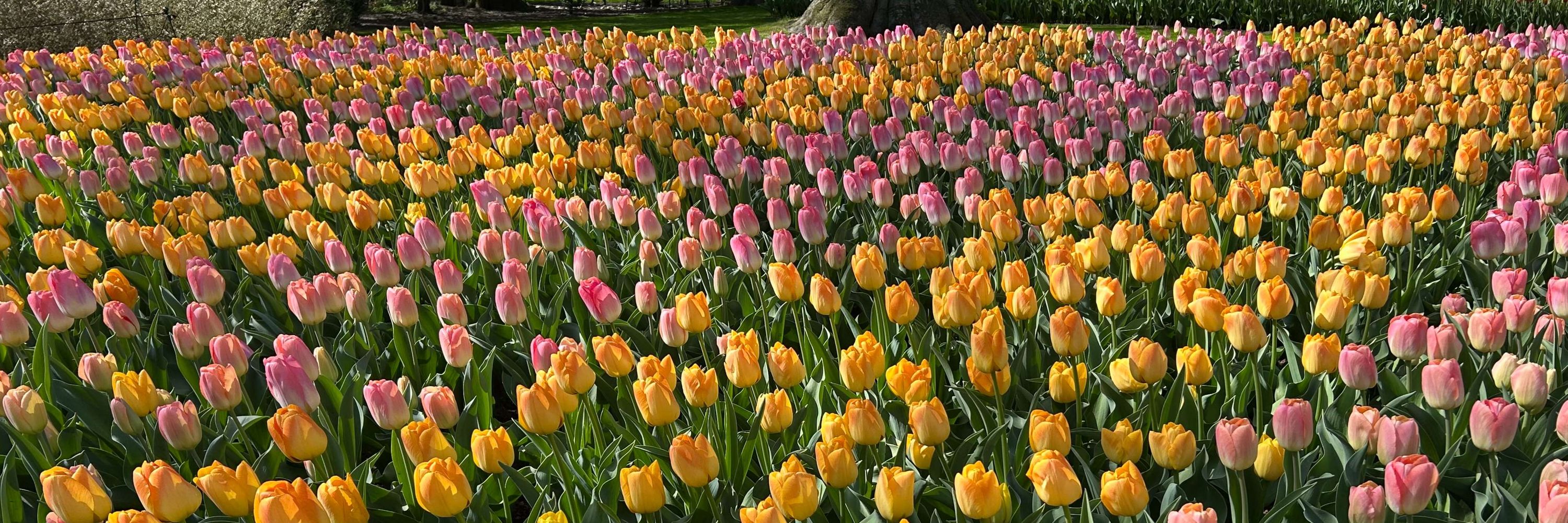 🌷Uta🌷