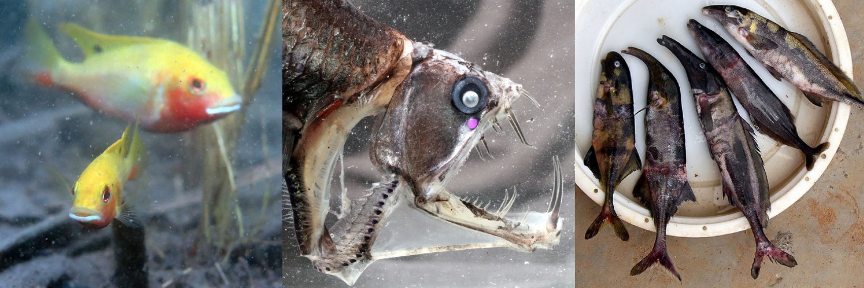 FishEvo Zuzana Musilova
