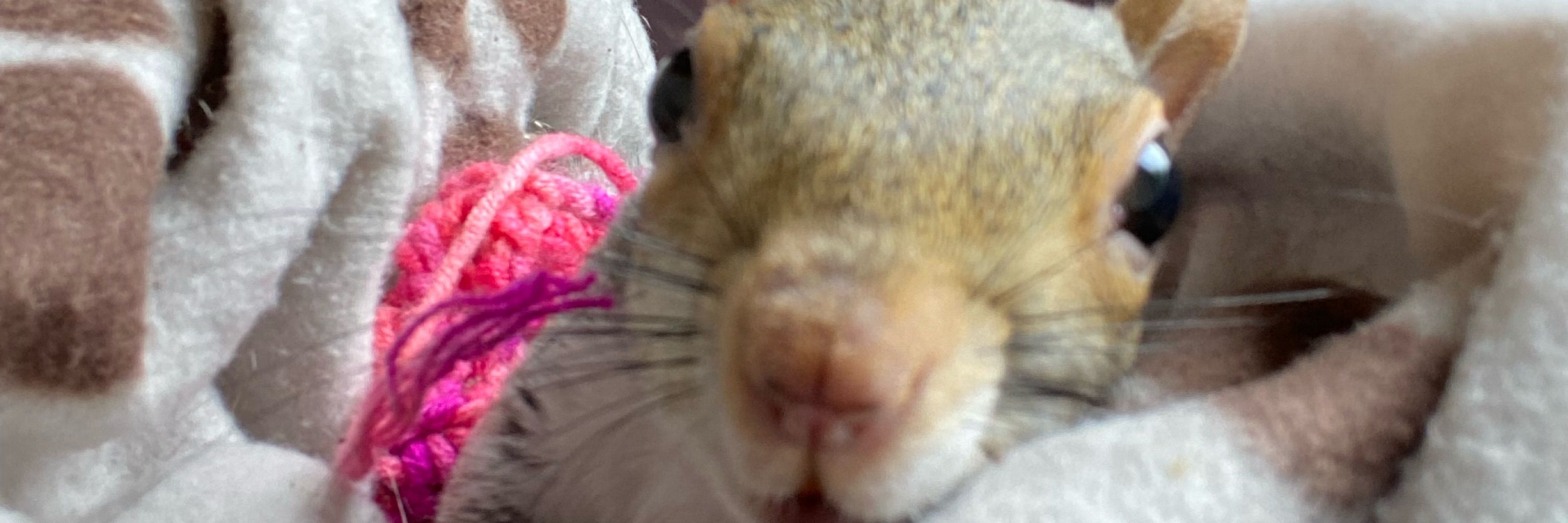 Kirk the Squirrel & Butler