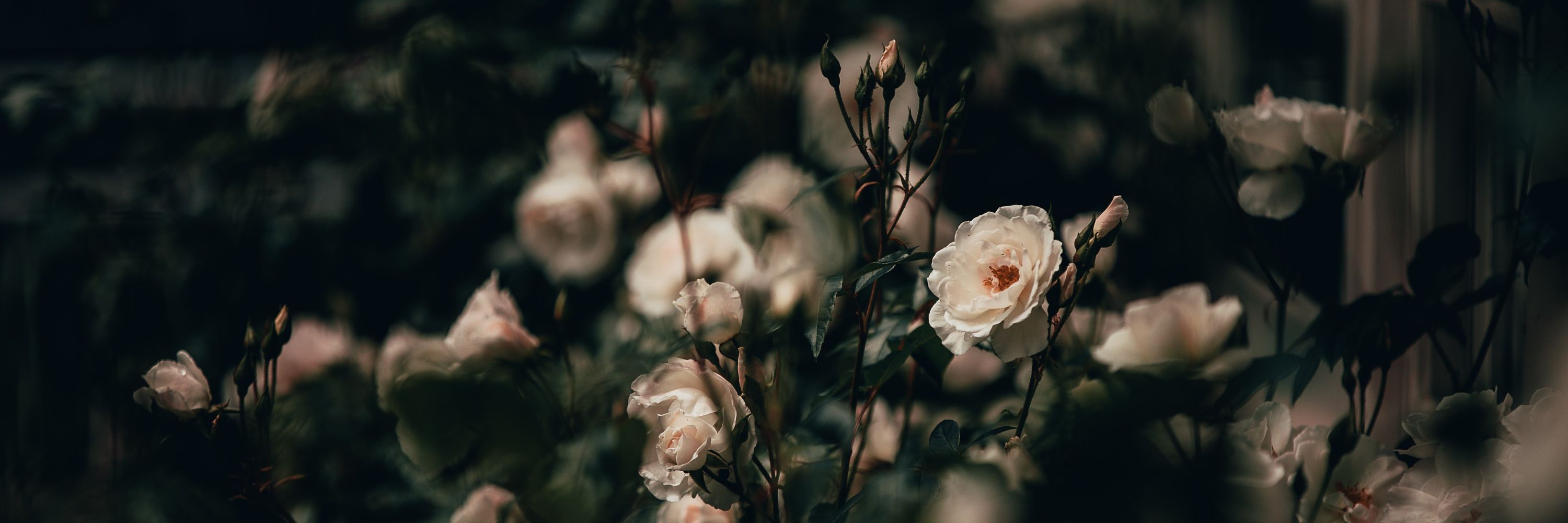 White Rose Witching