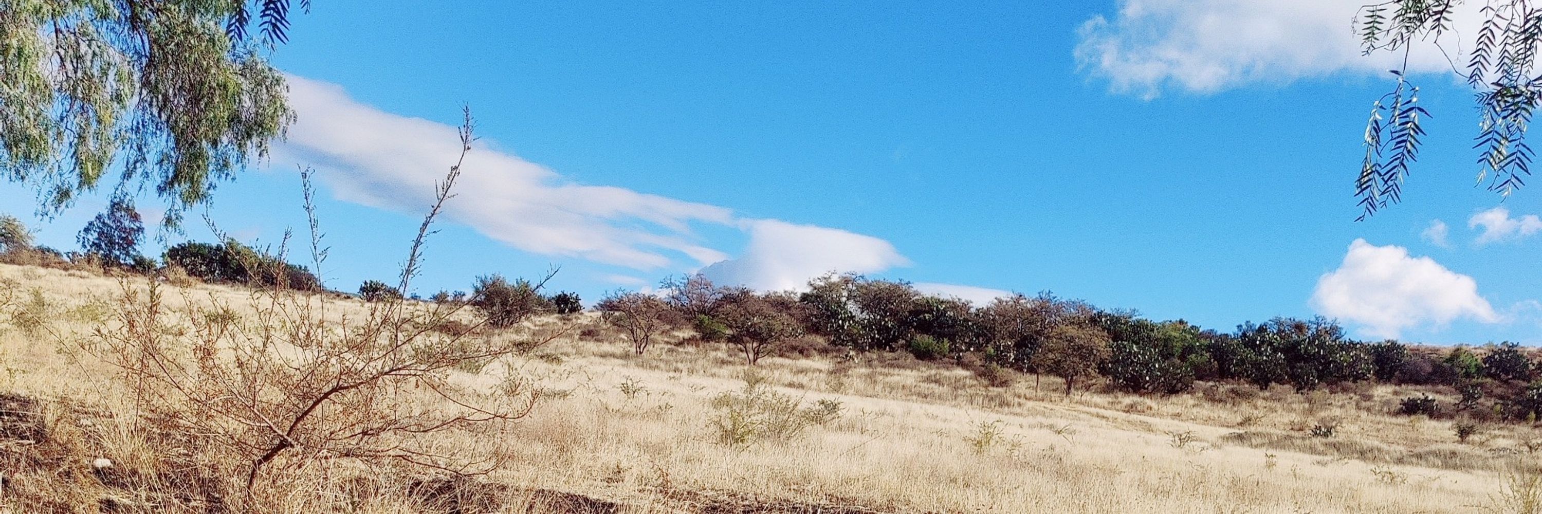 Tutsi