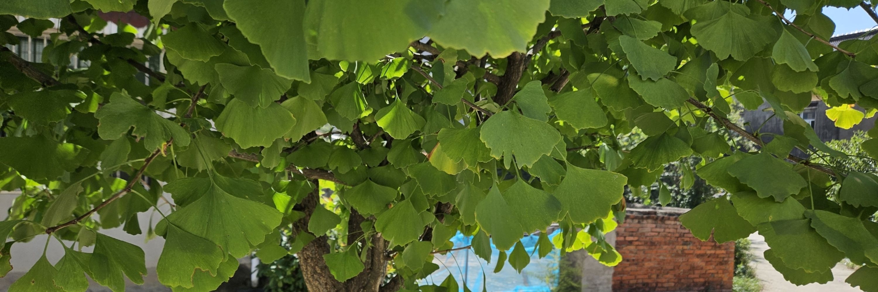 🌳青苋素🌳