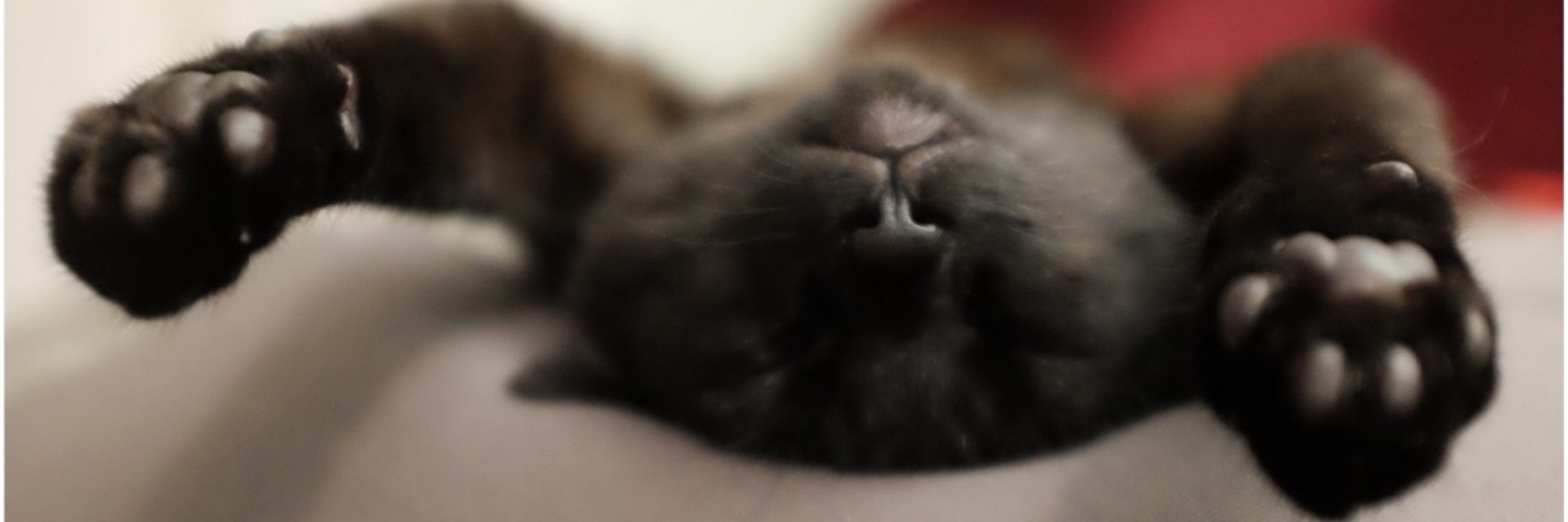 Meowllen