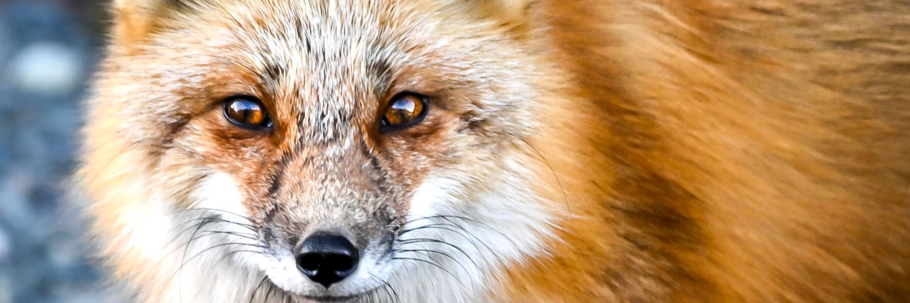 Burton L. Warner Wildlife Photography