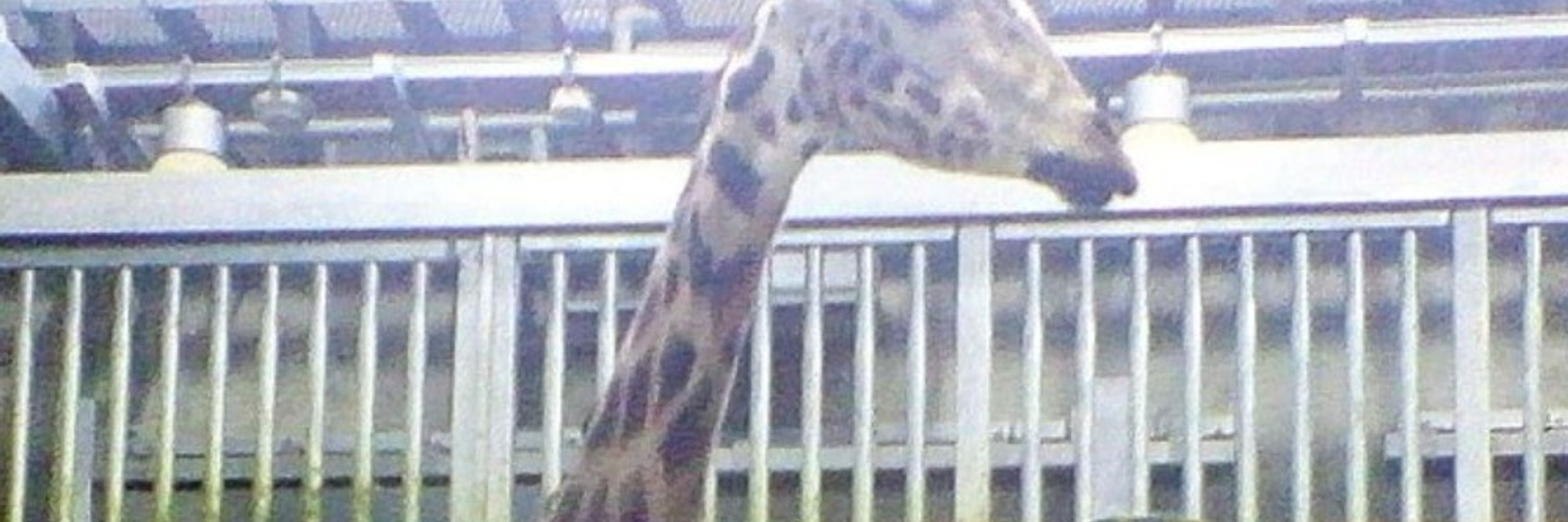 か な
