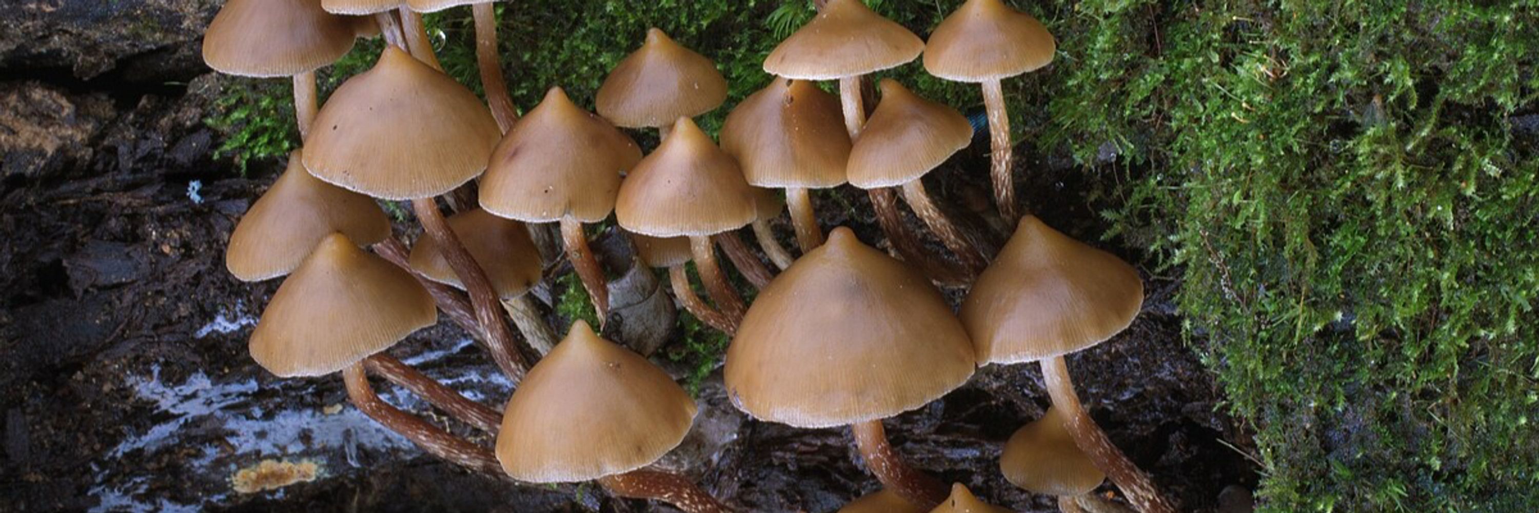 Mykos Alopex
