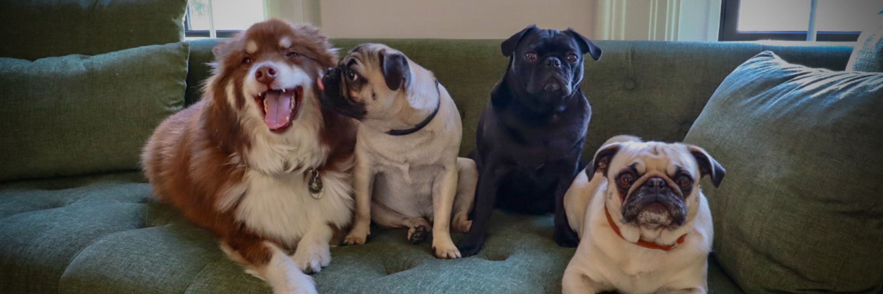 Gus, Mabel, Oliver and Melo