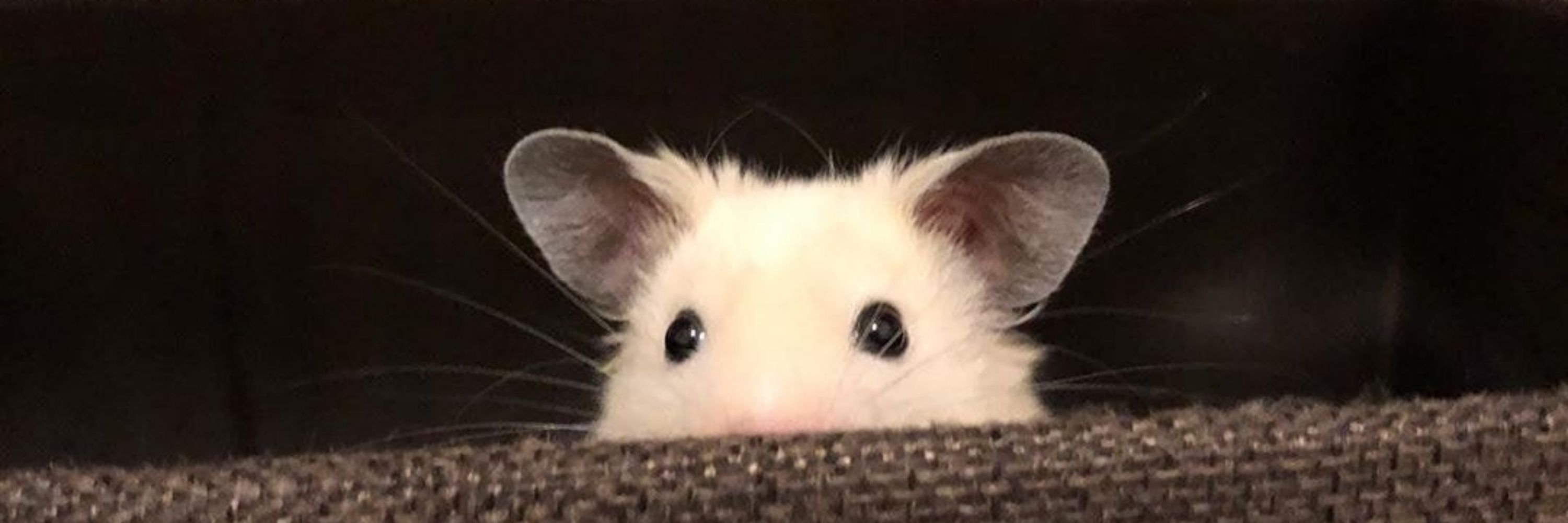 위피