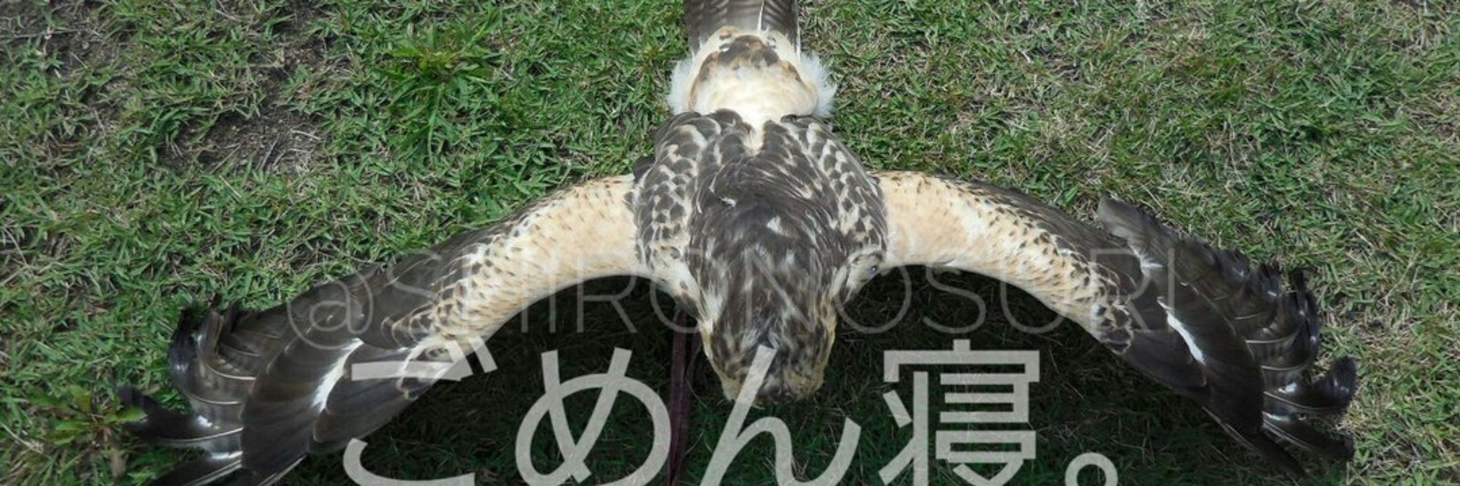 白ノスリのハル🌈とハリスホークのピーニャ🦅