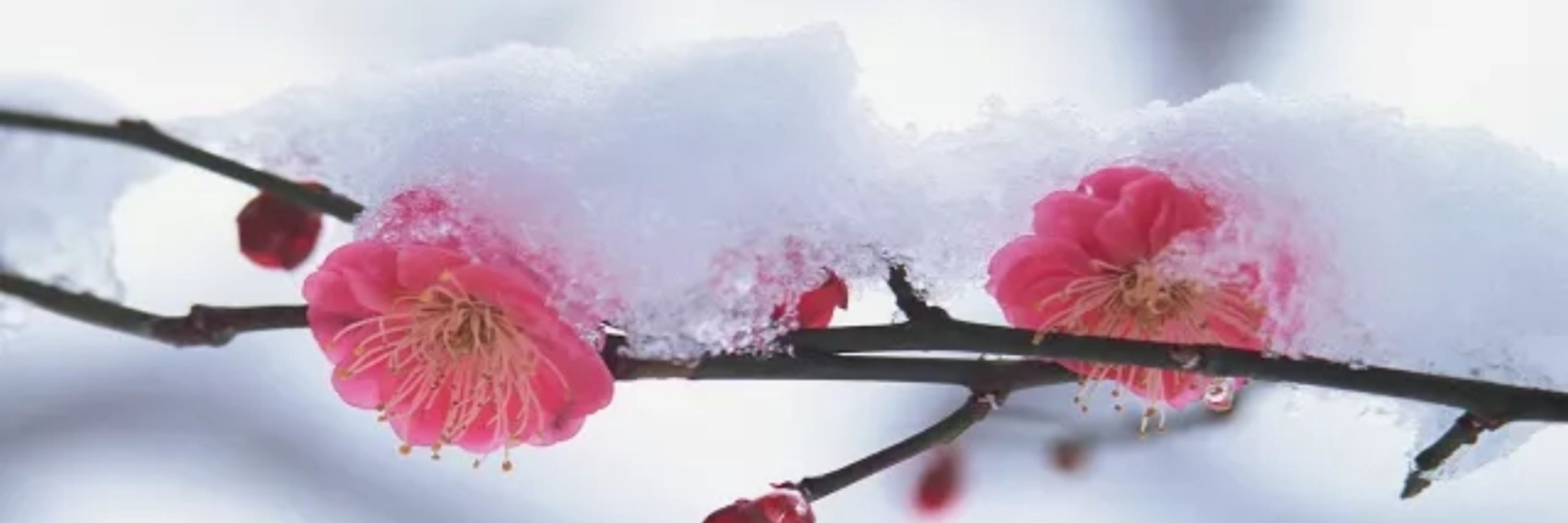 Snowdrift~