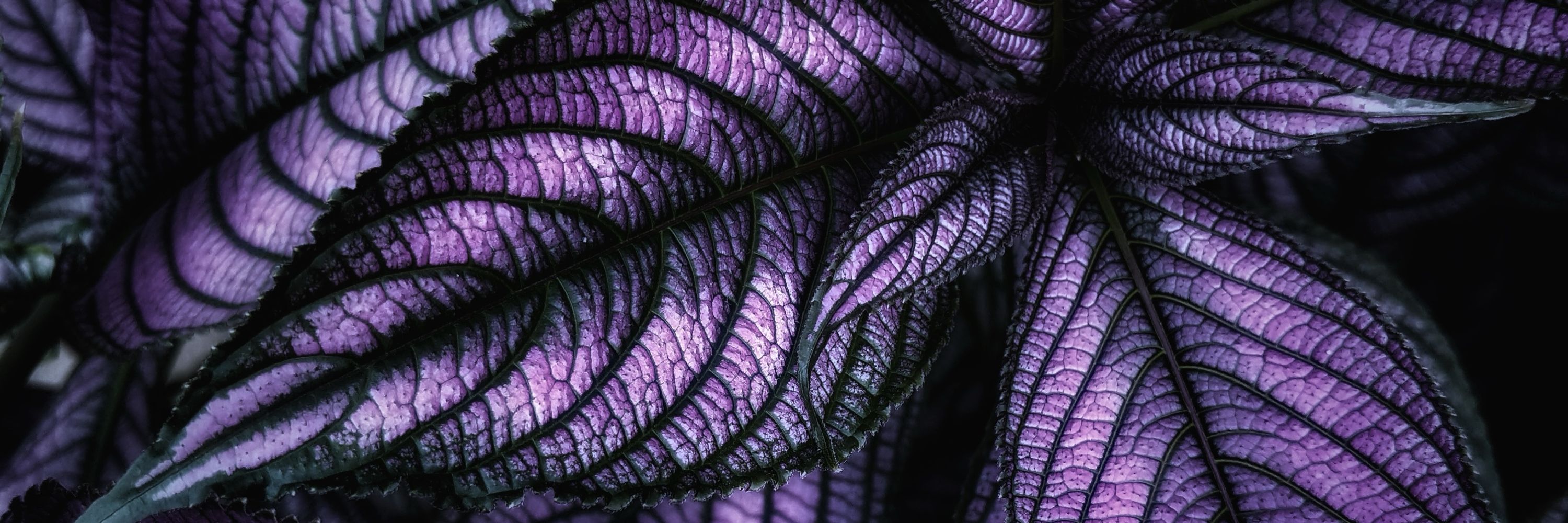 Kir