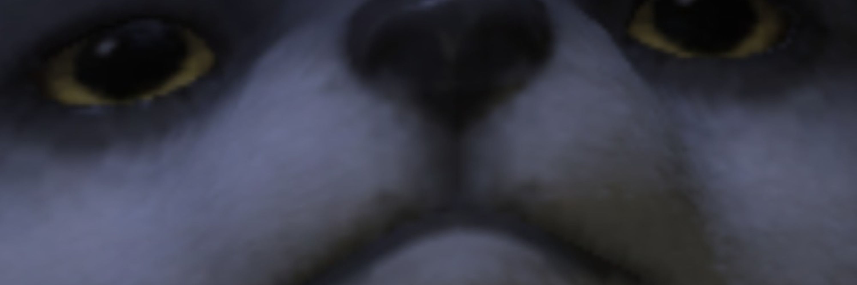 Kunarke