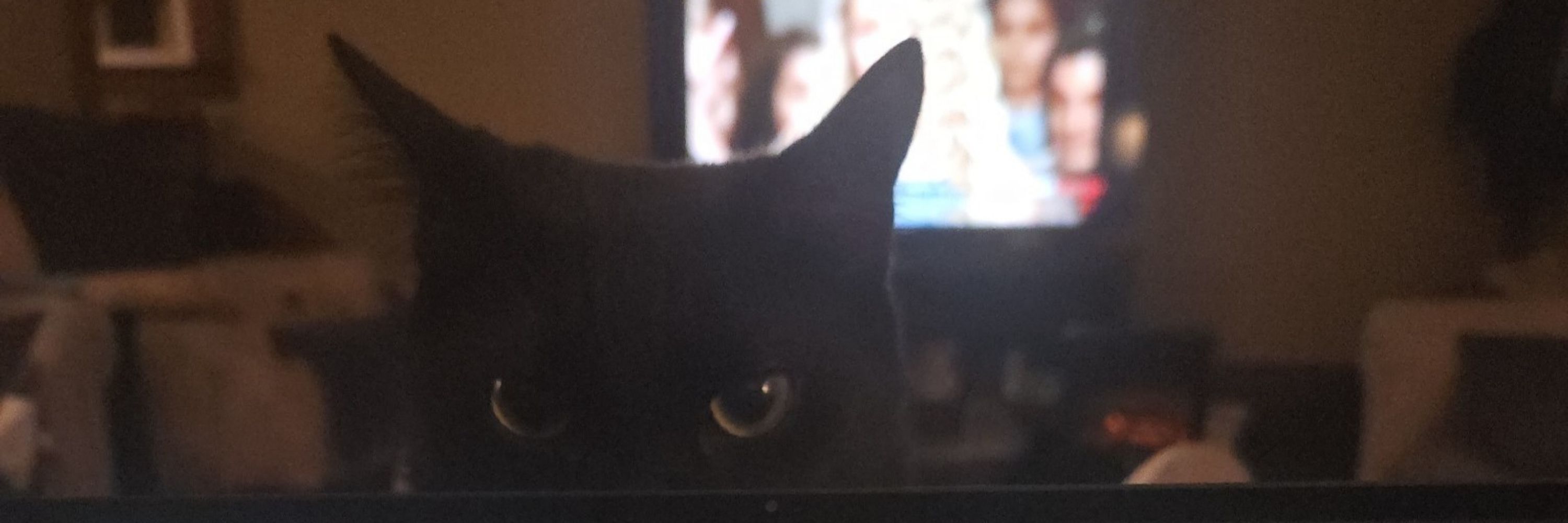 aspiecat